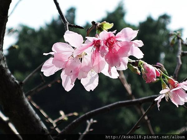 106.4.8 新竹公園-昭和櫻3.JPG