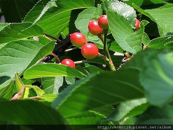 106.4.8 新竹公園-櫻花果.JPG