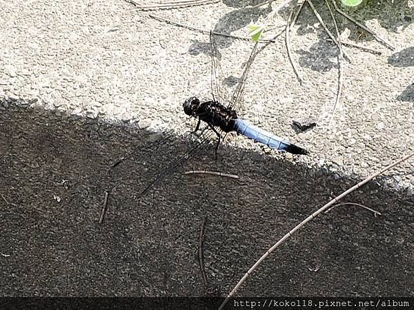 106.4.9 交通大學博愛校區-鼎脈蜻蜓.JPG