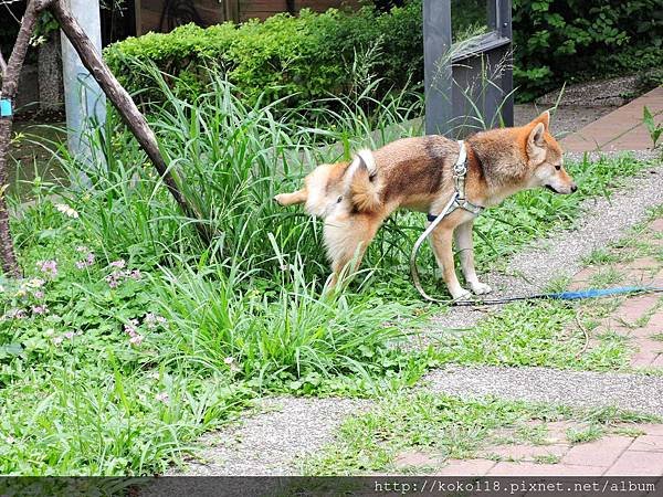 106.4.23 新竹公園-柴犬.JPG