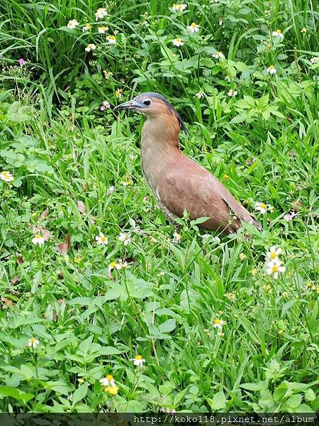 106.4.23 新竹公園-黑冠麻鷺4.JPG