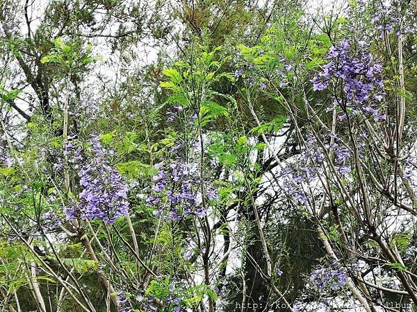 106.4.23 新竹公園-藍花楹1.JPG