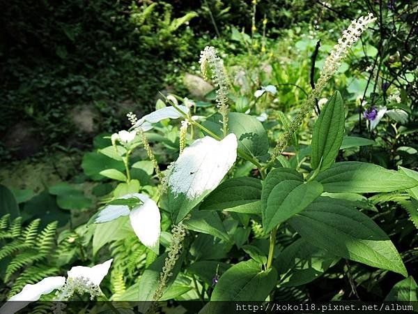 106.5.7 東山濕地生態教學公園-三白草.JPG