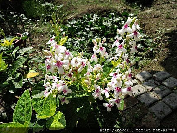 106.5.7 東山濕地生態教學公園-金葉擬美花1.JPG