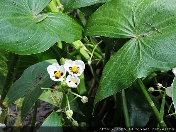 106.5.7 東山濕地生態教學公園-蒙特登慈菇.JPG