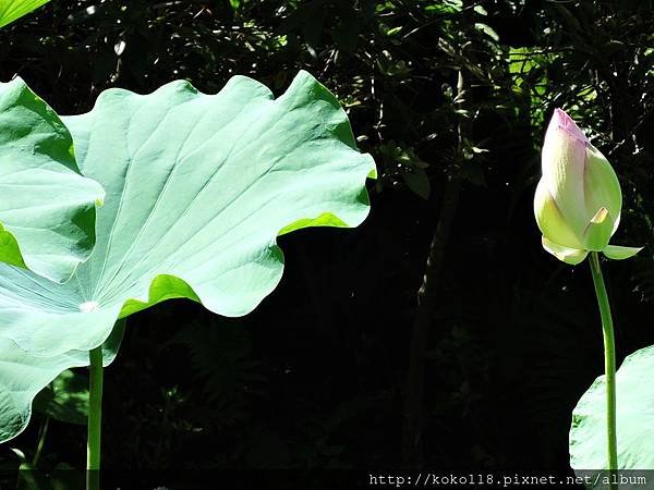 106.7.9 東山濕地生態教學公園-荷花8.JPG