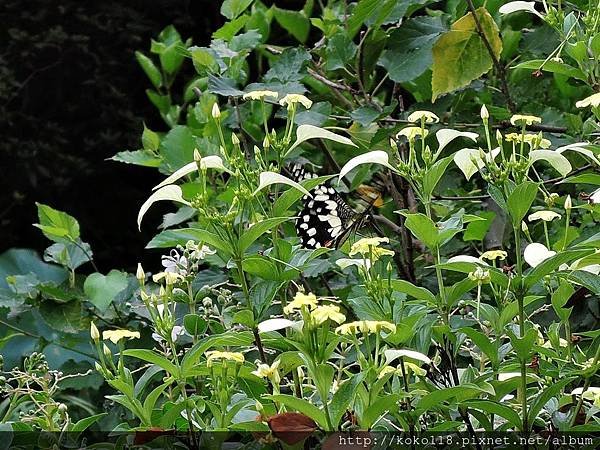 106.8.26 東山濕地生態教學公園-無尾鳳蝶,黃萼花(非洲玉葉金花,白紙扇)2.JPG