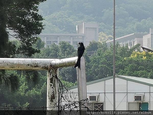 106.9.23 交通大學博愛校區-大卷尾.JPG