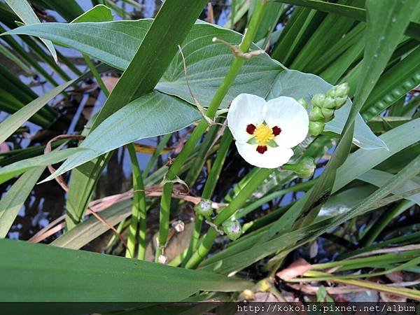 106.10.7 新竹護城河-蒙特登慈菇.JPG