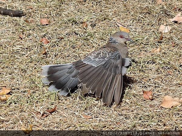 106.10.8 赤土崎公園-金背鳩1.JPG