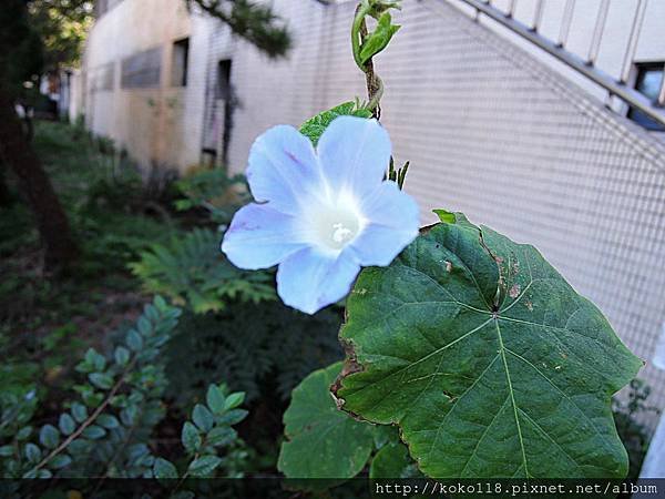 106.12.30 新竹高中-牽牛花.JPG