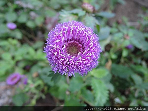 107.1.24 交通大學博愛校區外-菲律賓鈕扣花(藍冠菊).JPG