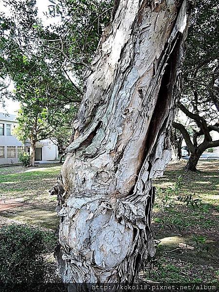 107.1.24 交通大學博愛校區-白千層.JPG