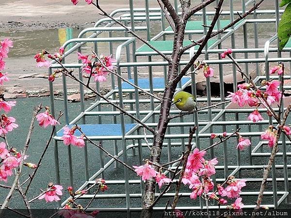 107.1.31 博愛小憩-山櫻花,綠繡眼2.JPG
