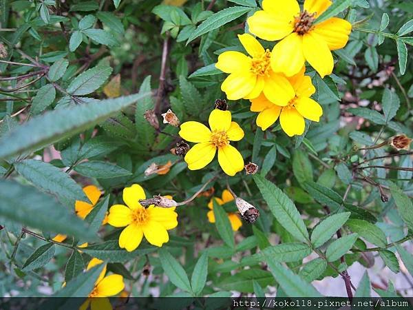 107.2.20 新竹高中-芳香萬壽菊.JPG