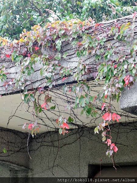 107.2.25 交通大學博愛校區-地錦.JPG