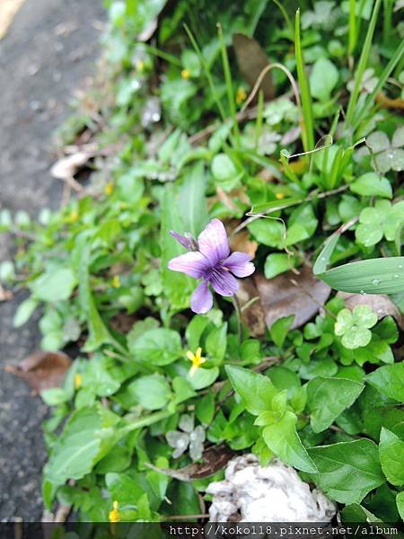 107.2.25 交通大學博愛校區-短毛堇菜(菲律賓堇菜).JPG