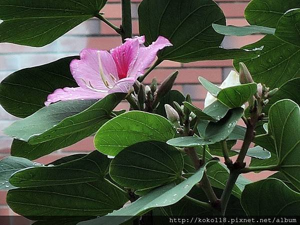 107.2.25 國小-羊蹄甲.JPG