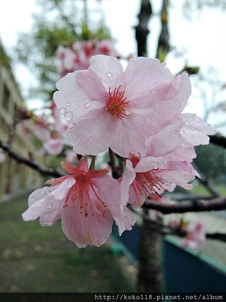 107.2.25 國小-河津櫻6.JPG