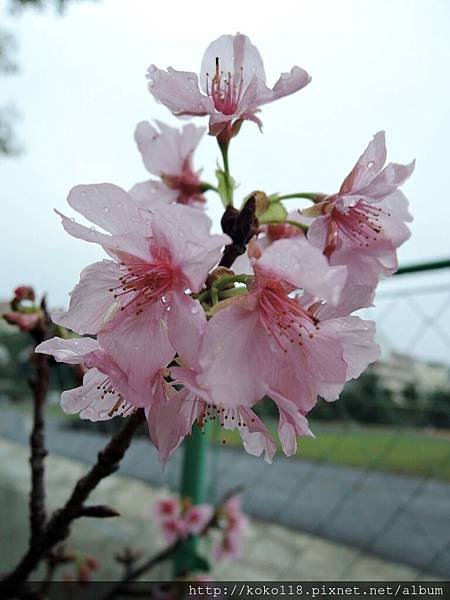 107.2.25 國小-河津櫻9.JPG