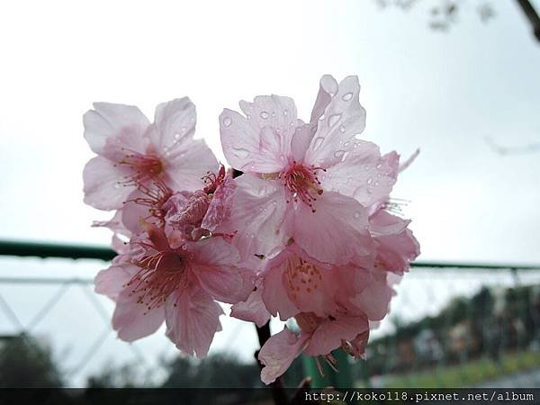 107.2.25 國小-河津櫻12.JPG
