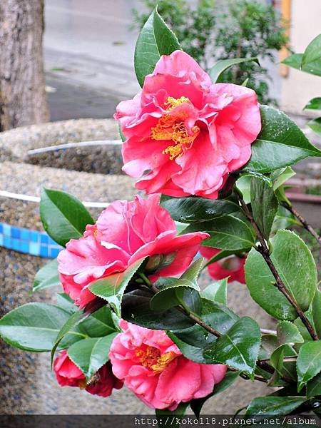 107.2.25 國小-茶花3.JPG