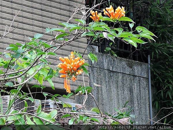 107.2.25 博愛小憩-炮仗花.JPG