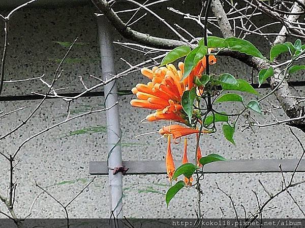 107.2.25 博愛小憩-炮仗花1.JPG
