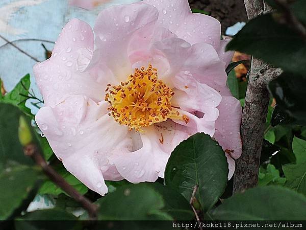 107.2.25 博愛小憩-茶花.JPG
