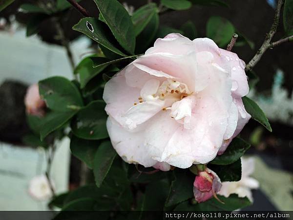 107.2.25 博愛小憩-茶花2.JPG