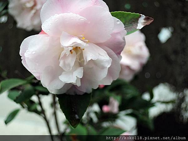 107.2.25 博愛小憩-茶花3.JPG