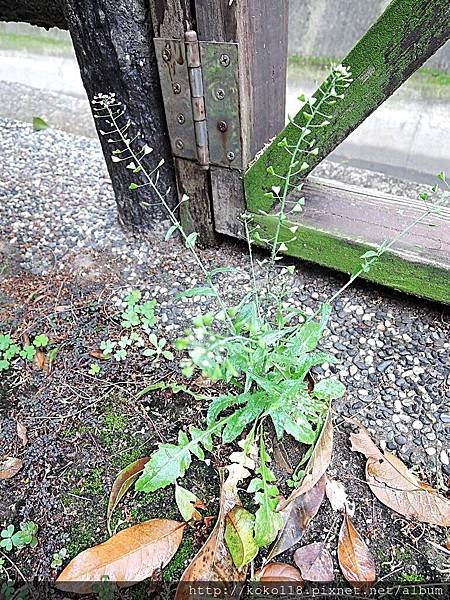 107.2.25 博愛小憩-薺1.JPG