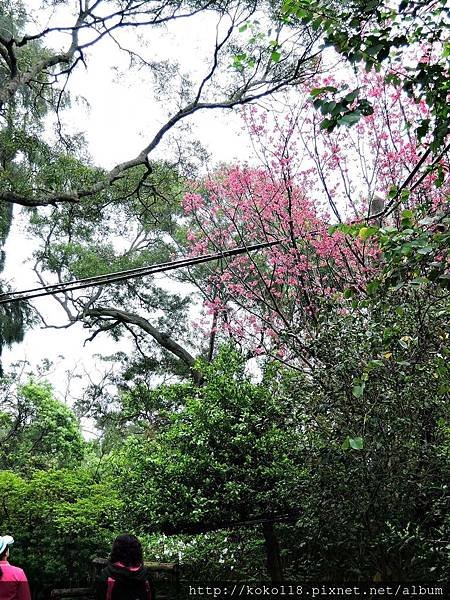107.3.3 十八尖山-山櫻花.JPG