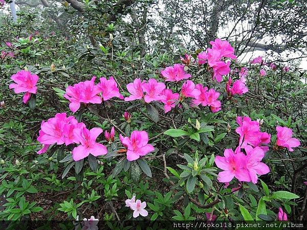 107.3.3 十八尖山-杜鵑花.JPG