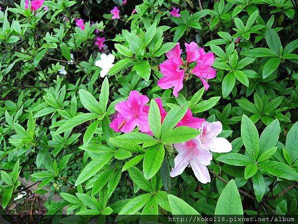 107.3.3 十八尖山-杜鵑花1.JPG