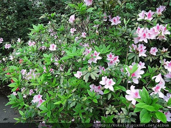 107.3.3 十八尖山-杜鵑花2.JPG