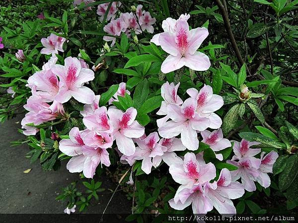 107.3.3 十八尖山-杜鵑花3.JPG