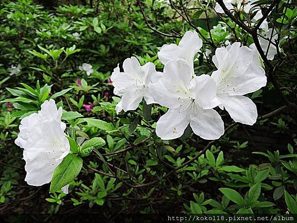 107.3.3 十八尖山-杜鵑花5.JPG
