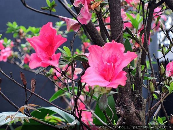 107.3.3 十八尖山-杜鵑花9.JPG