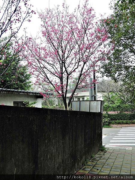107.3.3 十八尖山路口-山櫻花.JPG
