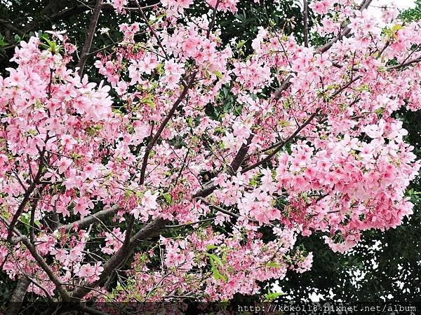 107.3.26 東山濕地生態教學公園外-汀甫圳-富士櫻10.JPG