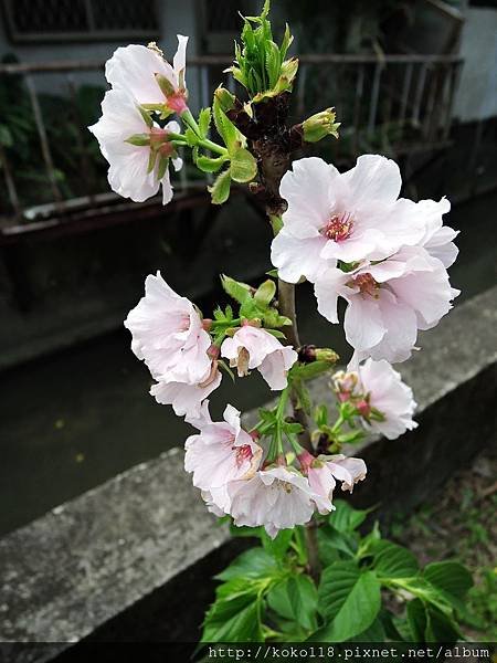 107.3.26 東山濕地生態教學公園外-墨染櫻.JPG