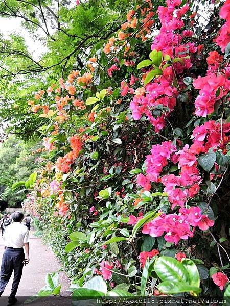 107.3.28 十八尖山-九重葛1.JPG