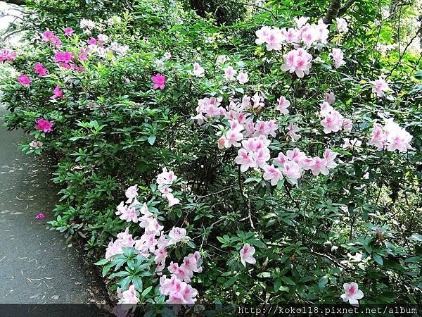 107.3.28 十八尖山-杜鵑花.JPG
