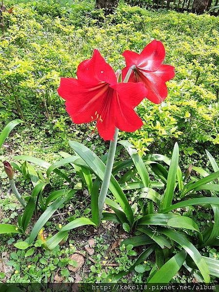 107.3.28 十八尖山-孤挺花.JPG