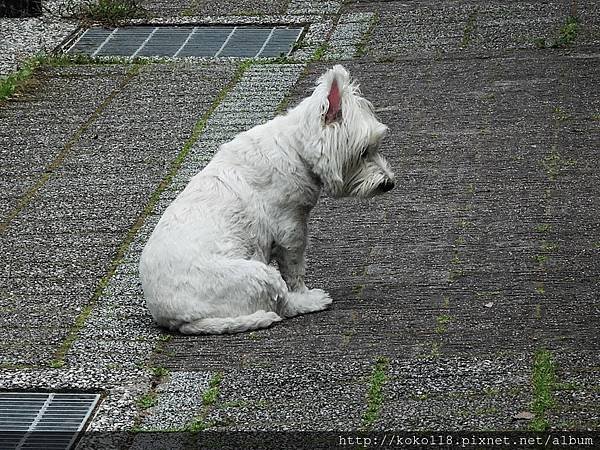 107.4.1 博愛小憩-狗1.JPG