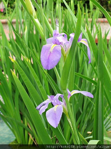 107.4.4 國稅局新竹市分局-鳶尾花6.JPG