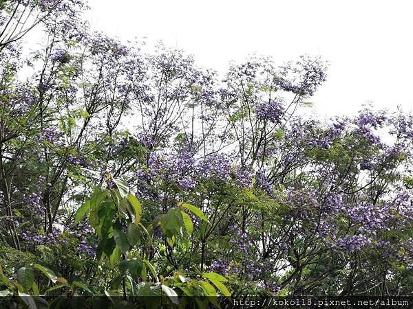 107.4.20 新竹公園-藍花楹10.JPG