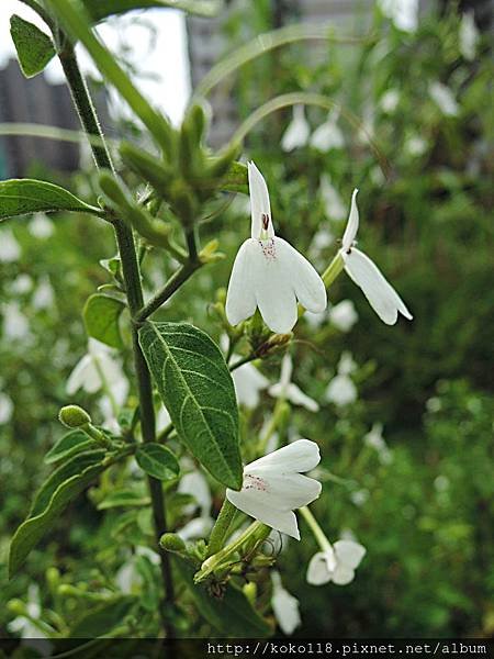 107.4.22 綠園道食物森林-白鶴靈芝.JPG