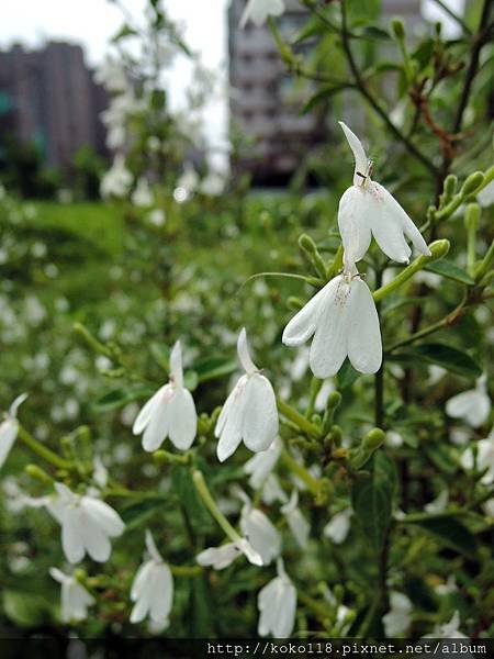 107.4.22 綠園道食物森林-白鶴靈芝1.JPG